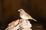 Dark-eyed-Junco;Junco-hyemalis;One;Slate-colored;avifauna;bird;birds;color-image